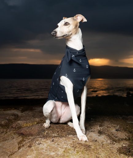whiptails drew anchor vest front view on a white whippet sitting