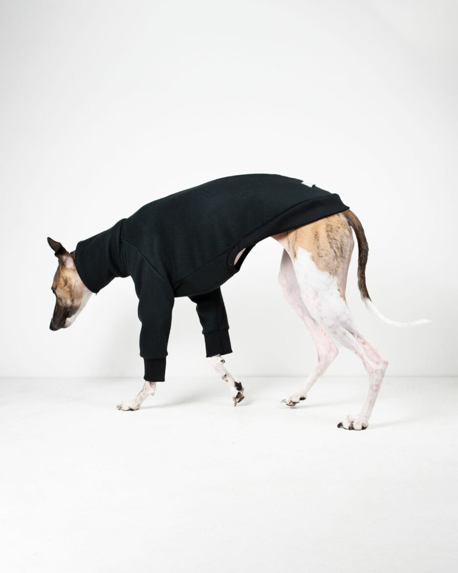 whippet clothes gabe black on walking whippet