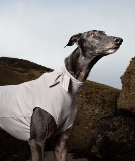 close up of neck tie on greyhounds neck