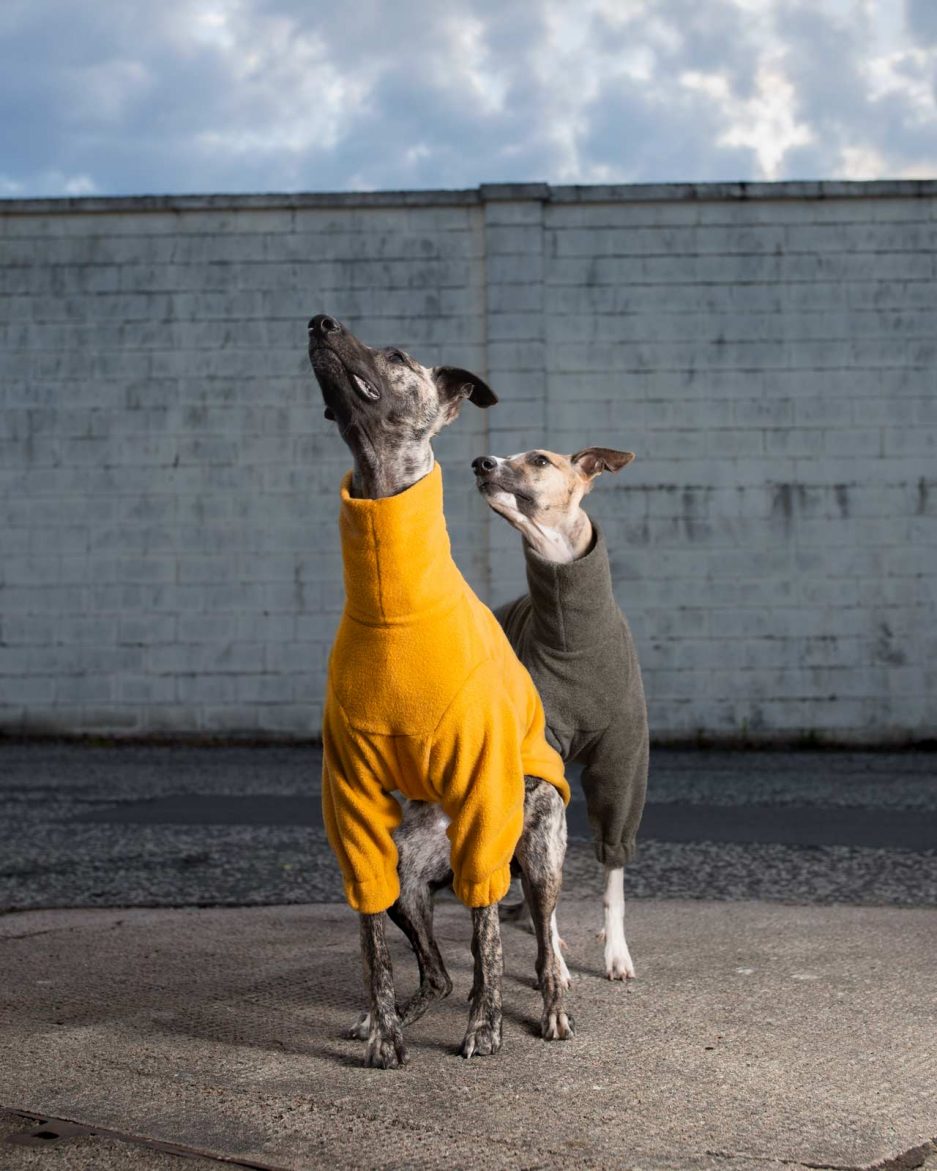 whiptails whippet fleece with sleeves yellow