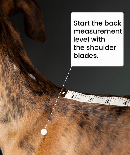 start the back measurement at the shoulder blades