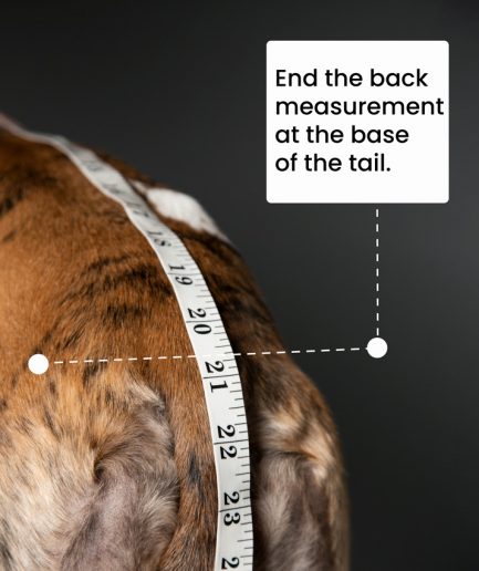 end the back measurement at the base of the tail