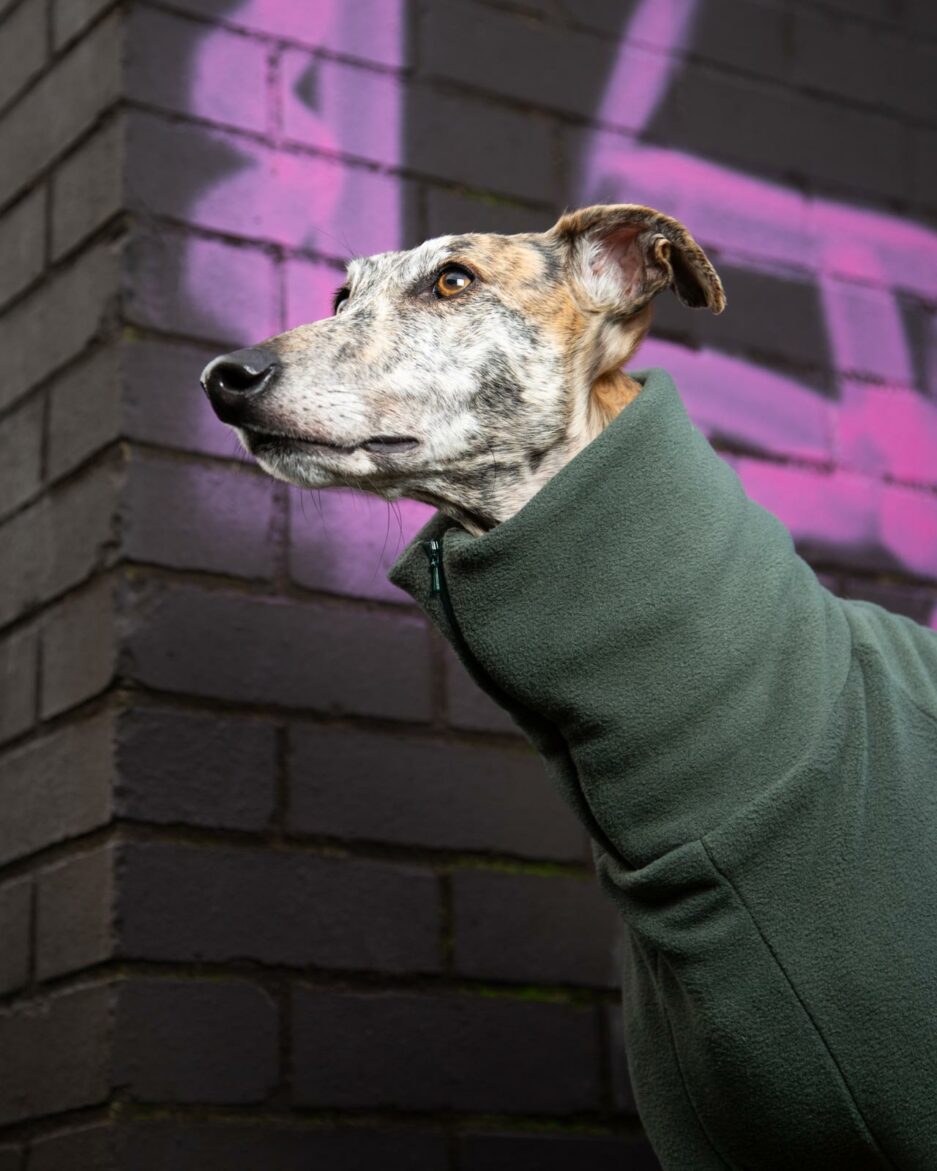 greyhound clothes gabe green neck closeup