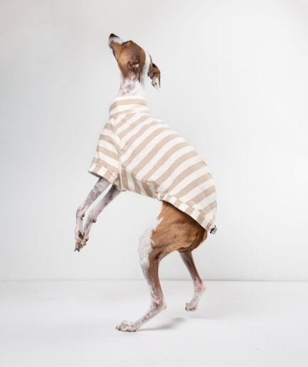 Italian Greyhound Clothes