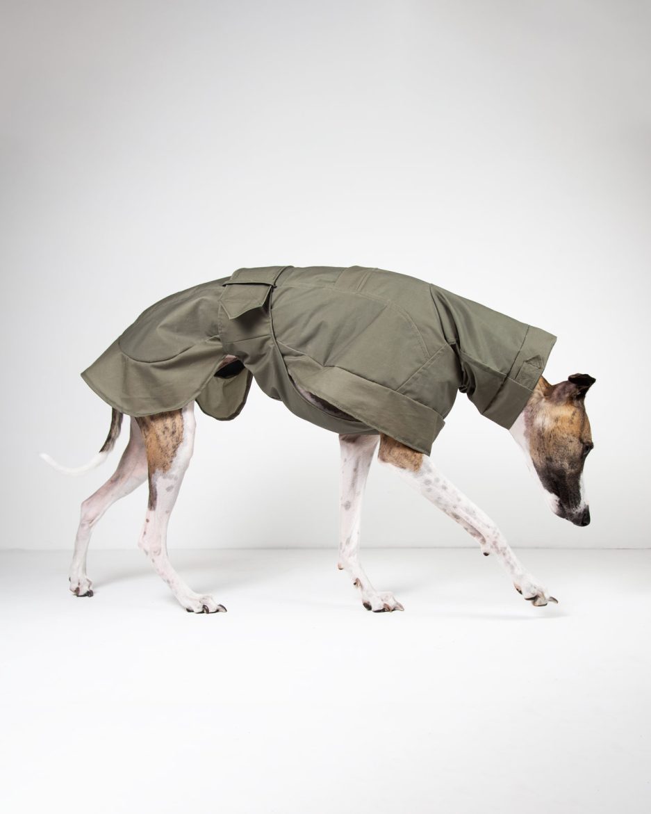 rowan pine whippet greyhound coat side view