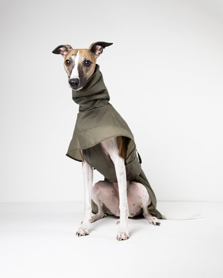 rowan pine raincoat for greyhounds and whippets front view