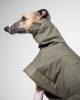 whiptails green rowan greyhound