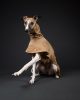 whiptails greyhound coat