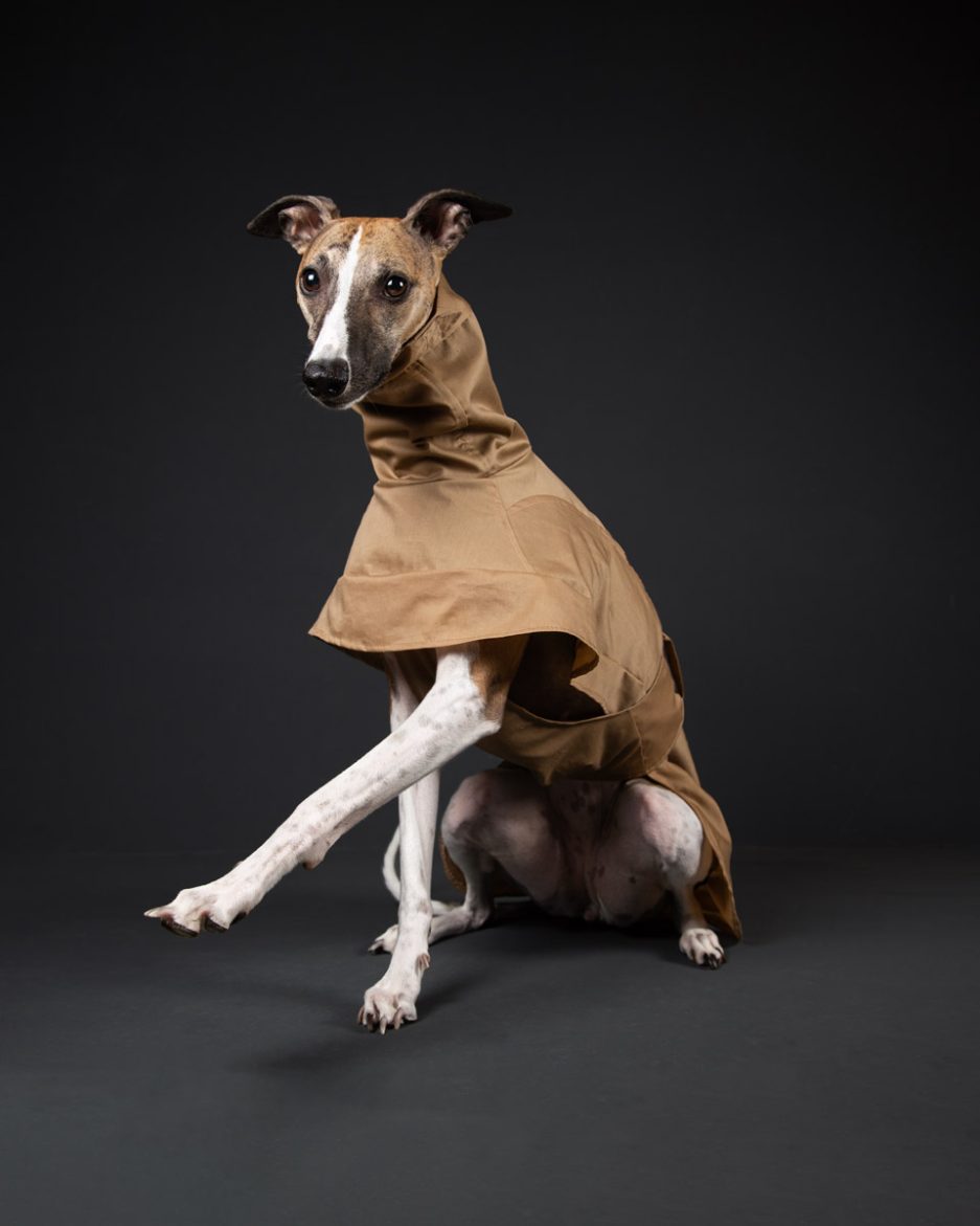rowan tan greyhound whippet coat front view skirt trim
