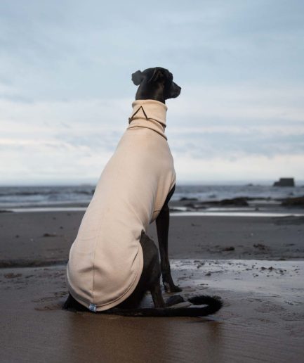 tellin sand on greyhound sitting on beach