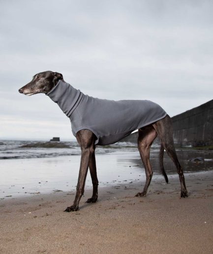 greyhound jumper tellin storm side view on greyhound