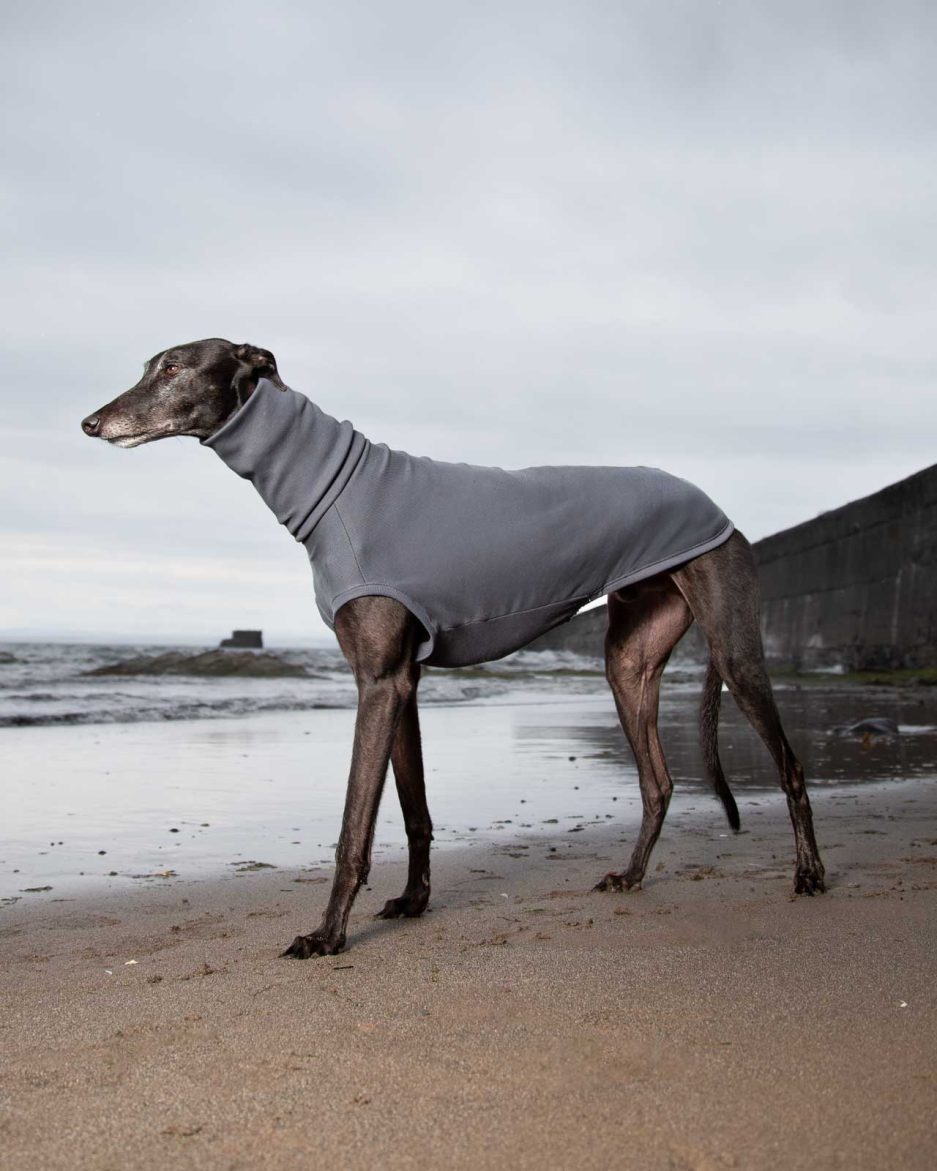 greyhound jumper tellin storm side view on greyhound