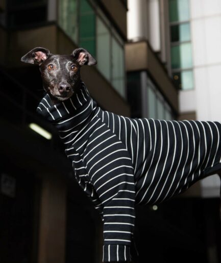 greyhound jumper black stripe