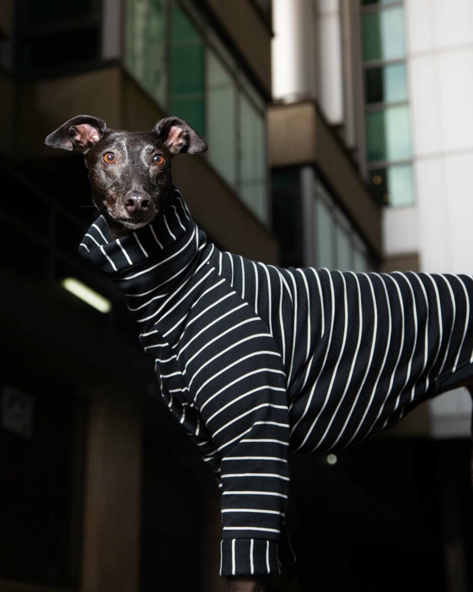 greyhound jumper black stripe