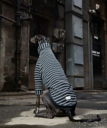 whippet greyhound jumper black stripe back