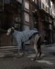 greyhoundsjumperbatten