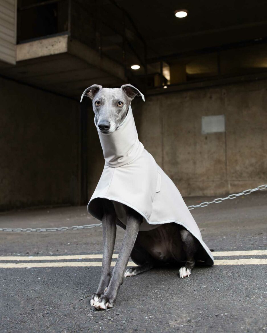 peel ash front view with vest on grey whippet in city street