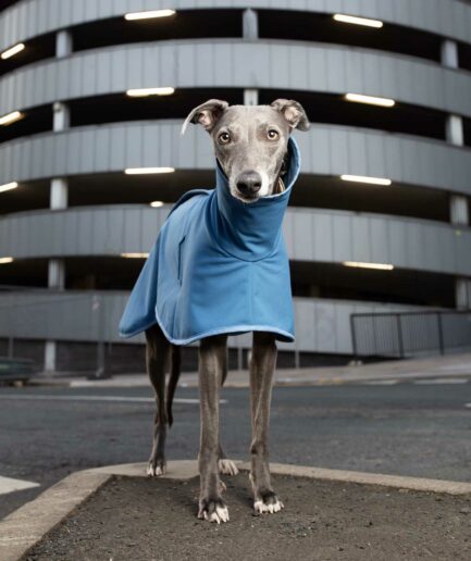 airforce blue whippet coat on grey whippet in the city