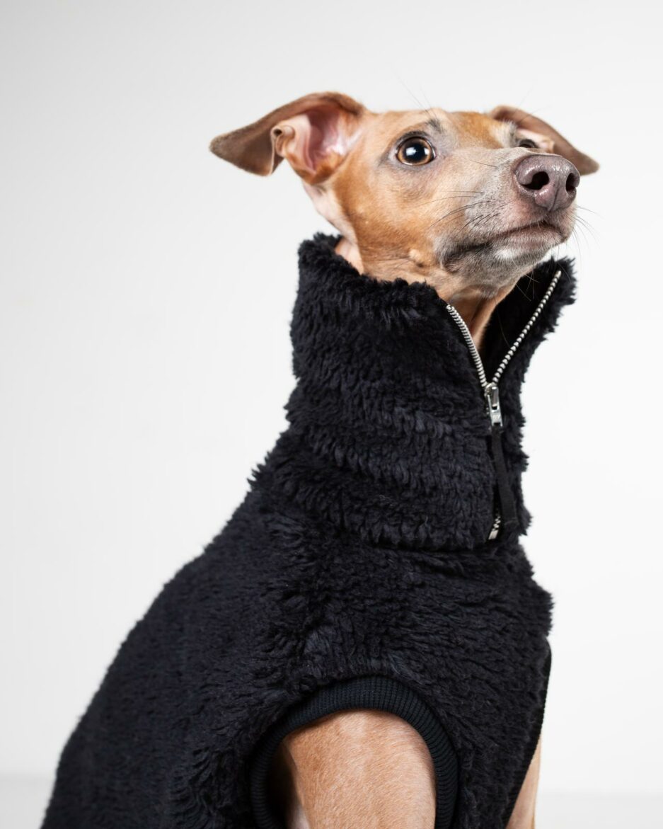 black sherpa neck zipper closeup on italian greyhound
