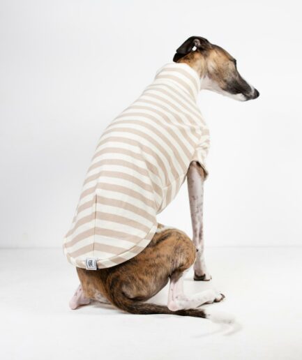 whippet tshirt sand stripe back view on brindle whippet