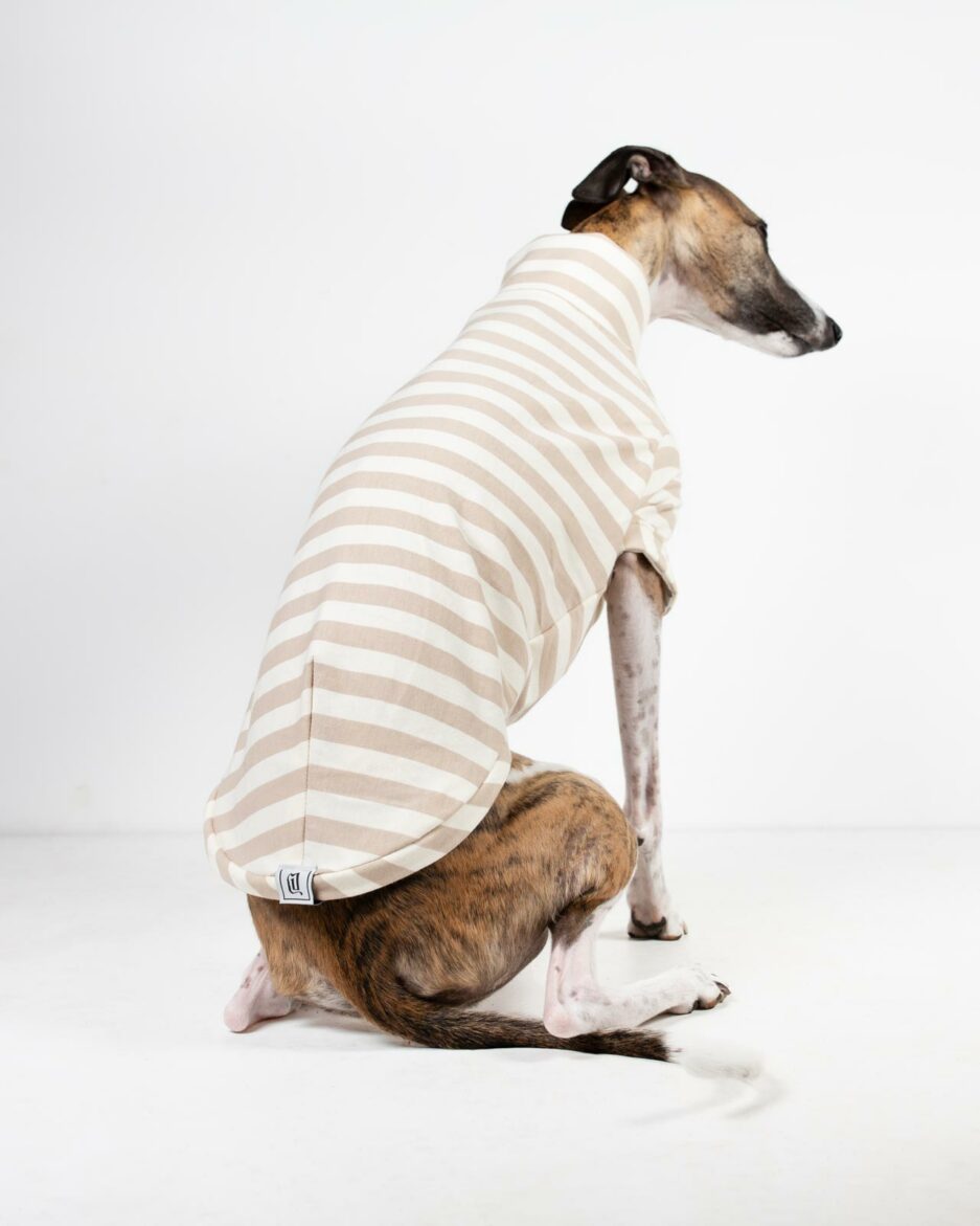 whippet tshirt sand stripe back view on brindle whippet